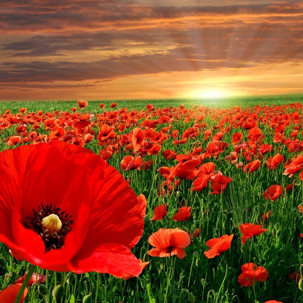 A Prayer for Remembrance Day