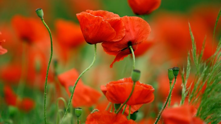 REMEMBRANCE DAY ASSEMBLY
